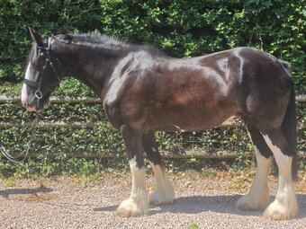 "COWERSLANE Melodie" Black Mare Cob/Heavy Horse