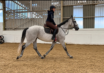 "Freckles" Fleabitten Grey Mare All Rounder