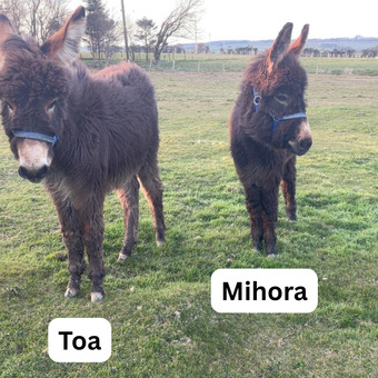 "Mihora & Toa" Brown Colt Youngstock / Foal