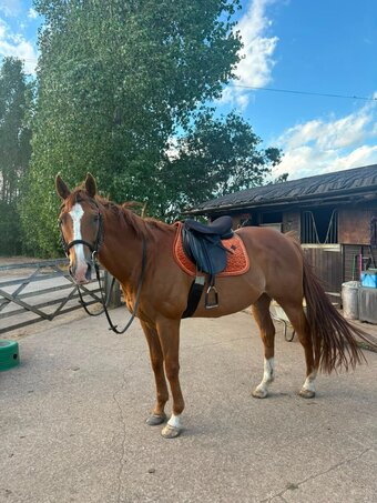 "Major" Chestnut Gelding Ex Racehorse