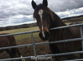 *WANTED* FULL LOAN - ALLROUNDER/FAMILY HORSE