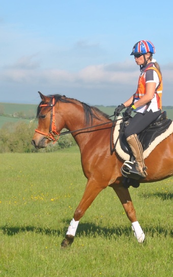 "Avanti KD" Bay Gelding Endurance