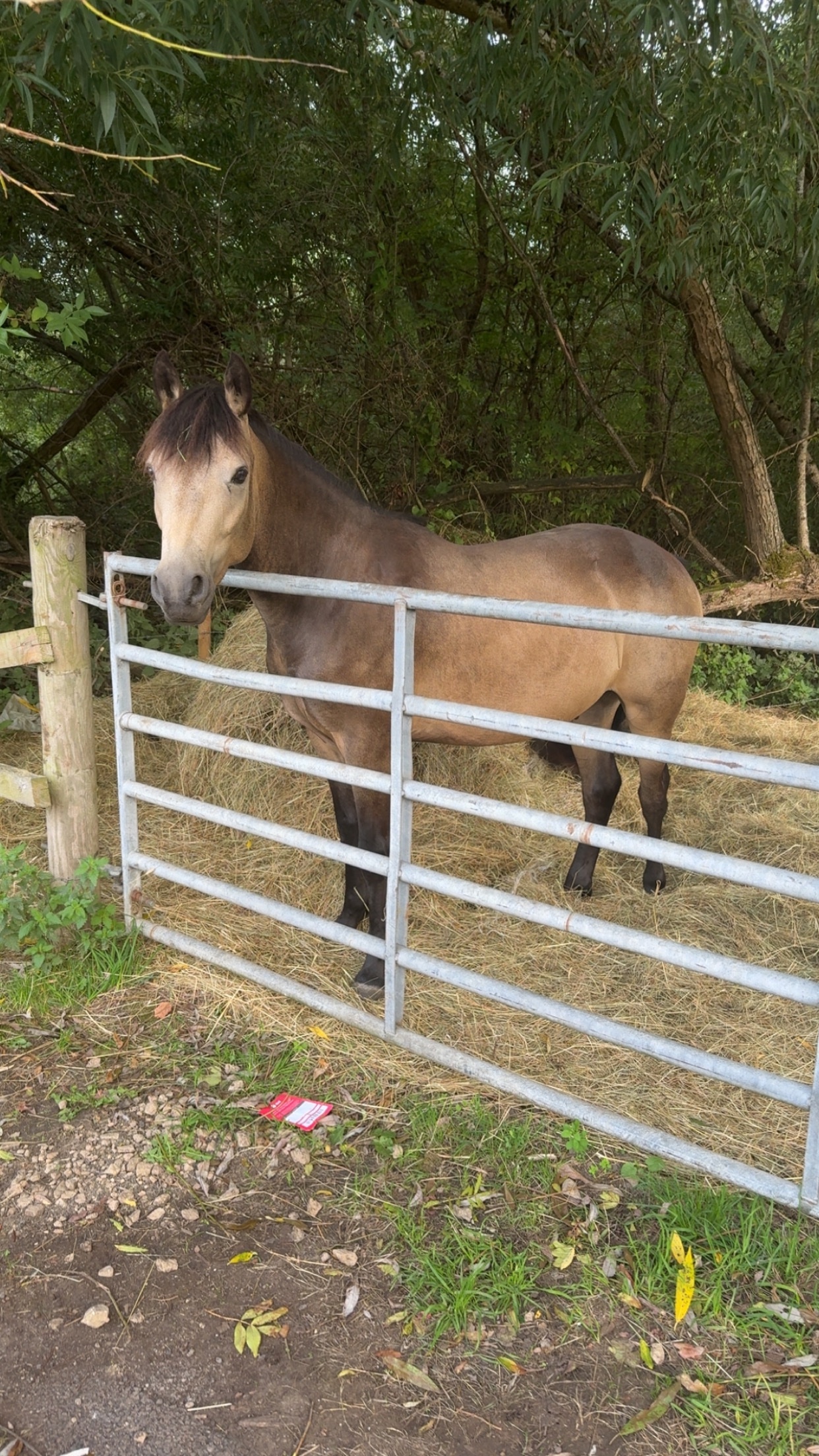 "Rupert" Dun Gelding All Rounder - All Rounders 