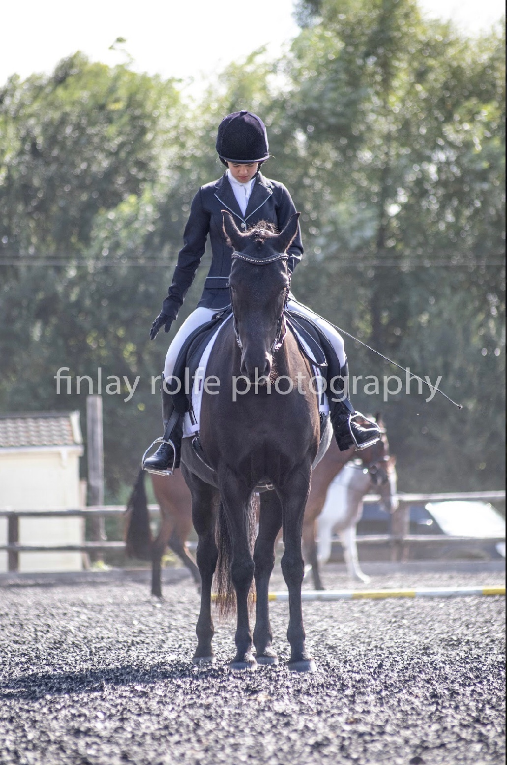  15hh Andalusian x Welsh B for loan/share