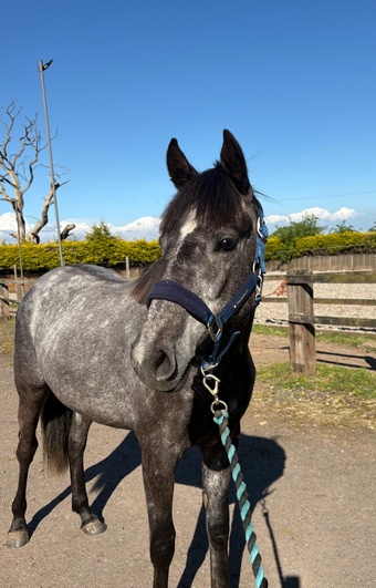 "Minnie Mouse " Grey Filly Youngstock / Foal