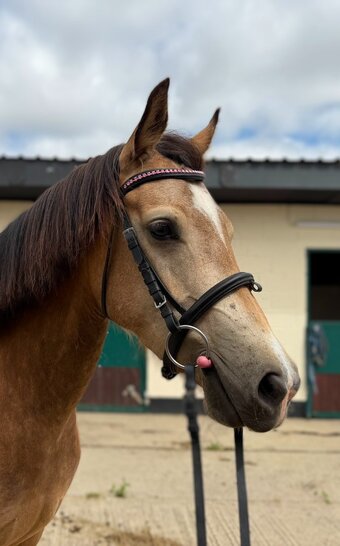 "Florence " Dun Mare All Rounder