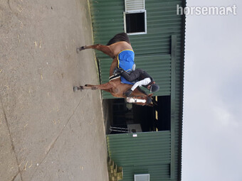 "Dennis" Bay Gelding All Rounder