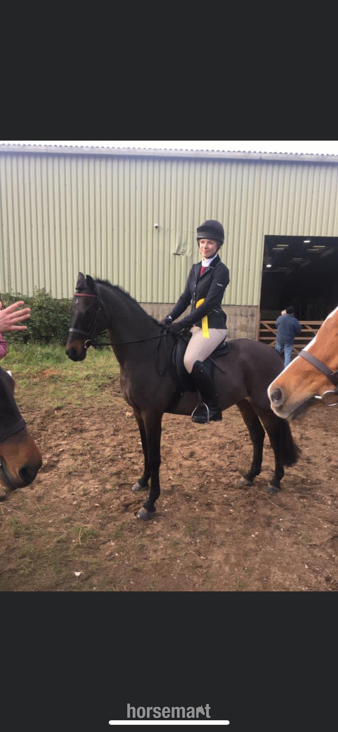 "Mylo" Dark Bay Gelding All Rounder - 