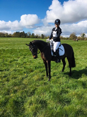 "Mylo" Dark Bay Gelding All Rounder