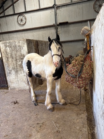 "Lady" Piebald Filly Youngstock / Foal