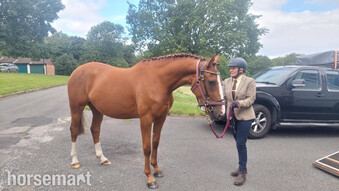 "Quinn (quintessential )" Chestnut Filly Young Sport Horse