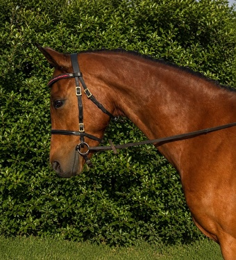 "BALFOUR SERENDIPITY" Bay Mare Showing Horse