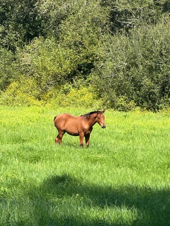 "" Bay Filly All Rounder