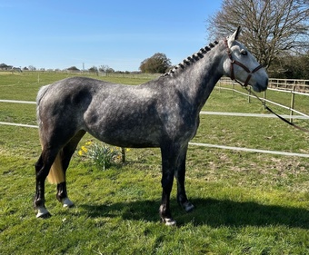 "Clover " Dapple Grey Mare All Rounder