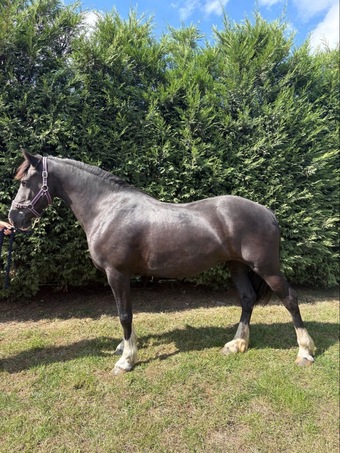 "Rose" Black Mare All Rounder