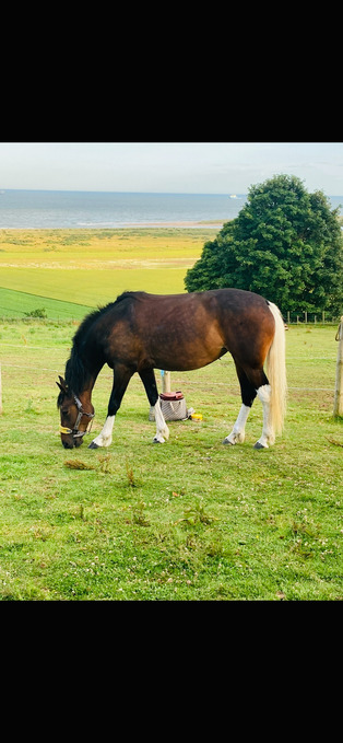 "Anastasia - I called her Evie for short " Bay Mare All Rounder