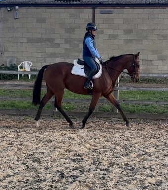 "Ivan " Bay Gelding Ex Racehorse