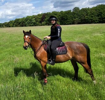 "Smudge " Bay Mare All Rounder