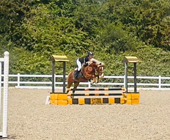 "Robbie" Chestnut Gelding Pony Club Pony