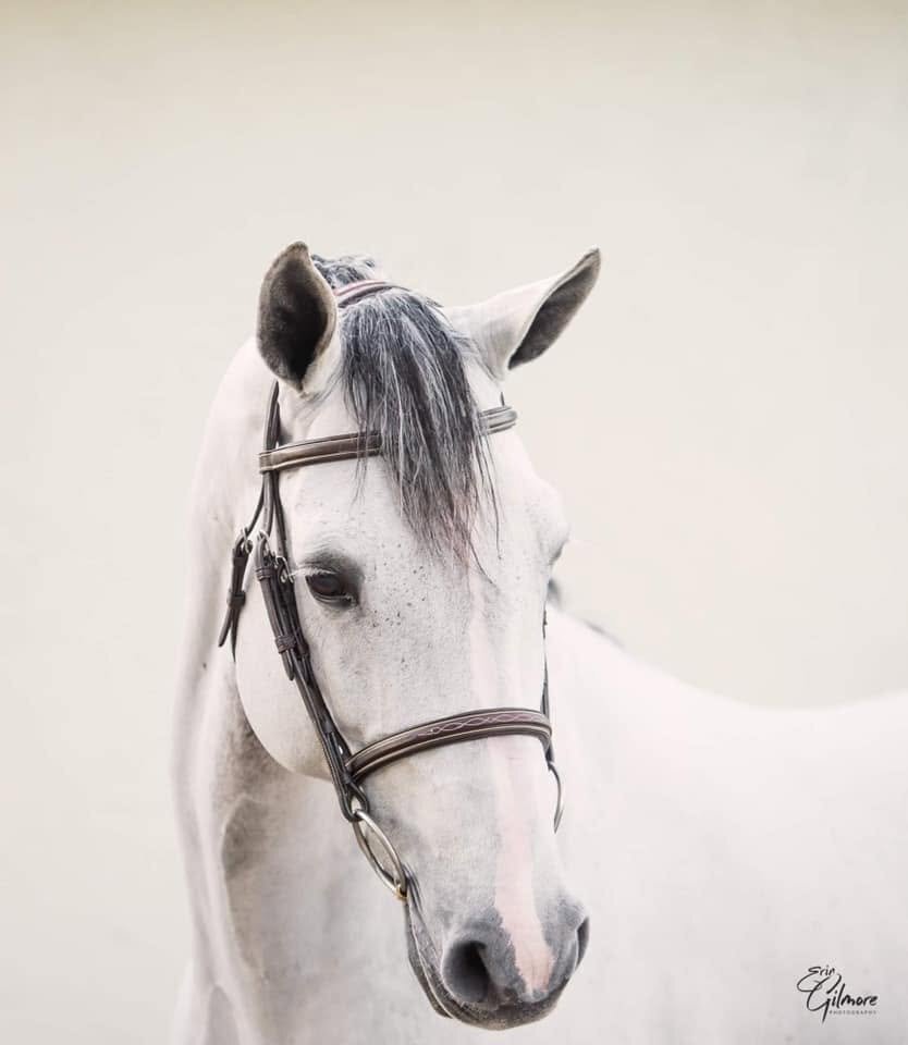 "Indigo" Grey Gelding Show Jumper - 
