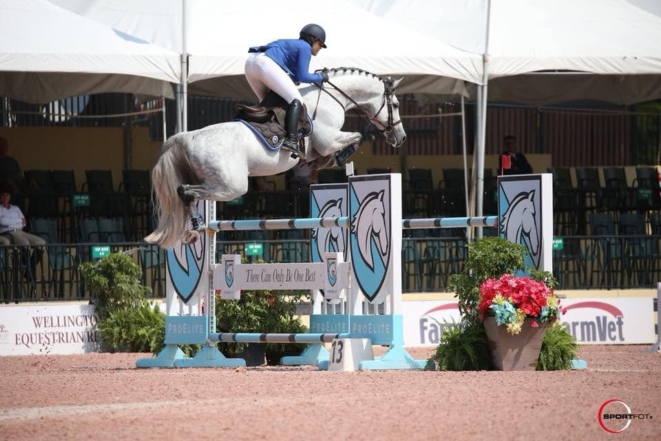 "Indigo" Grey Gelding Show Jumper - Show Jumpers