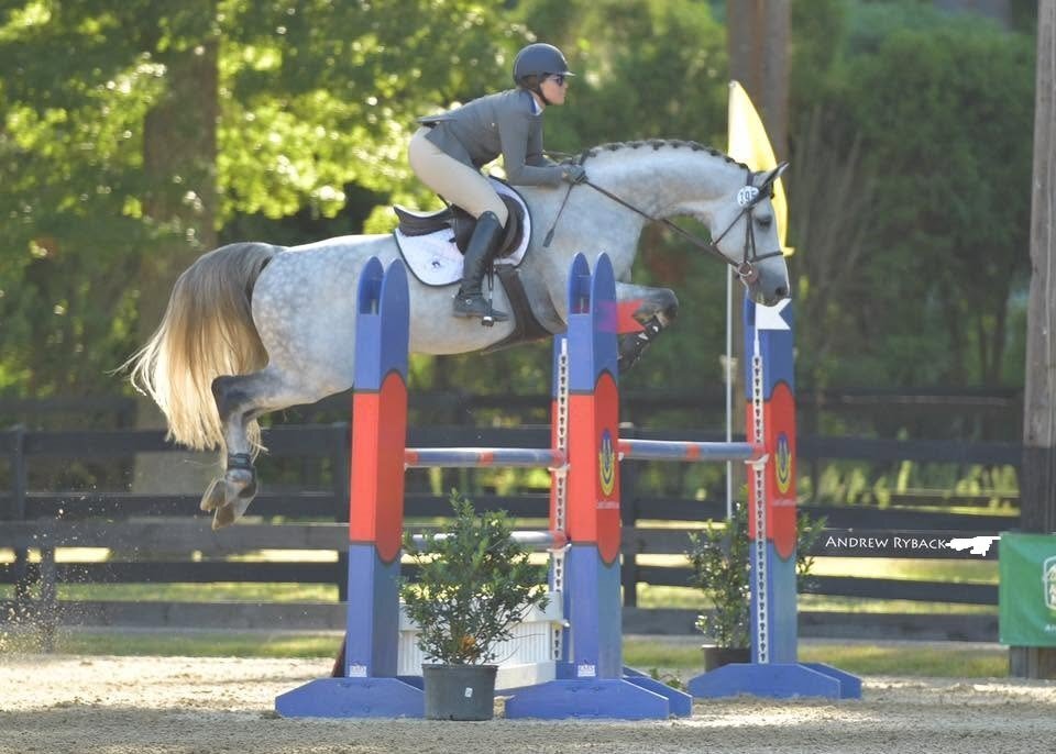 "Indigo" Grey Gelding Show Jumper