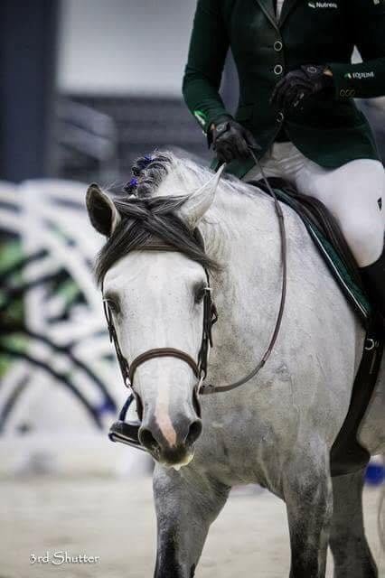  "Indigo" Grey Gelding Show Jumper