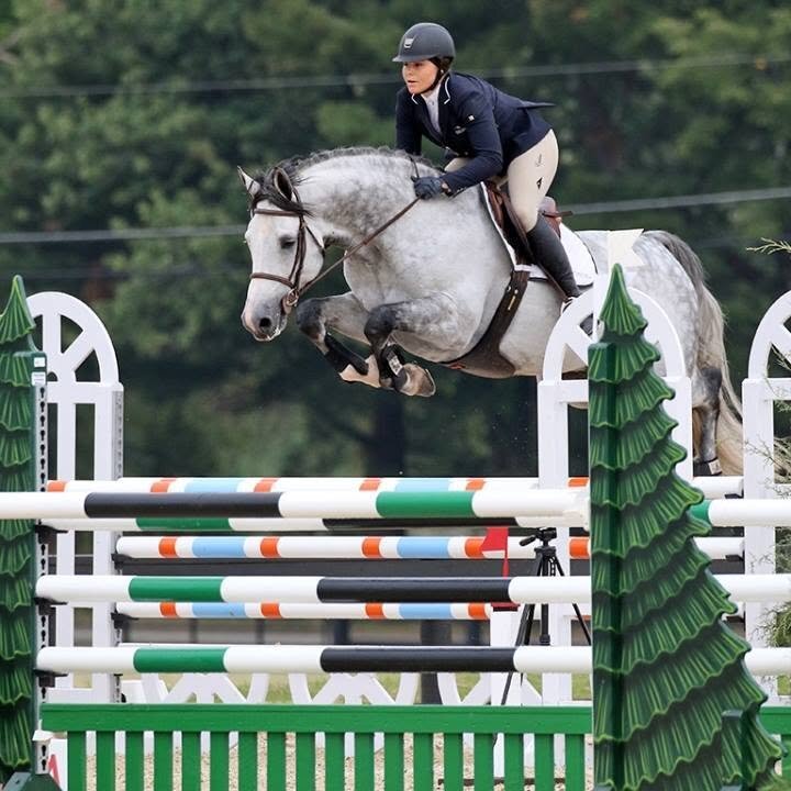 "Indigo" Grey Gelding Show Jumper - Show Jumpers