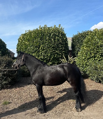 "Magic" Black Mare Cob/Heavy Horse