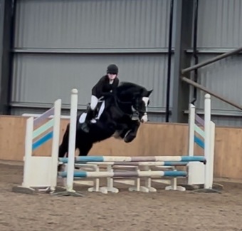 "" Black Gelding All Rounder