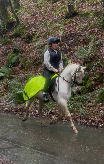 "Rupert" Cremello Gelding All Rounder