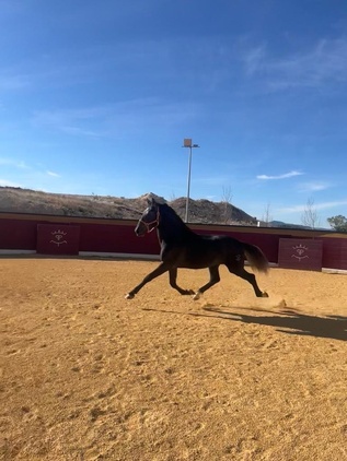 "Spirit LXIII" Grey Stallion All Rounder