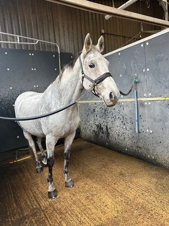 "Cady" Grey Mare Happy Hacker