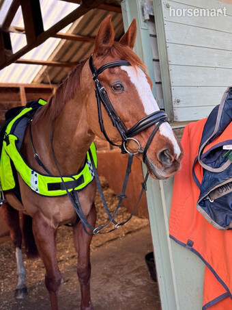 "Genie"  Mare All Rounder