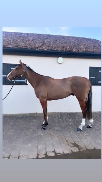 "Macfly" Bay Gelding Ex Racehorse