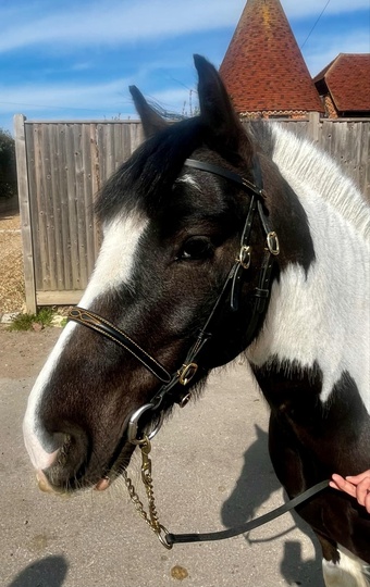 "Apache Kodi" Piebald Gelding Pony Club Pony