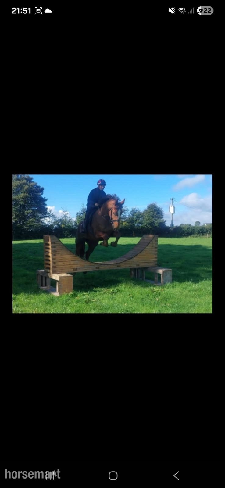 "Princess " Chestnut Mare All Rounder in 