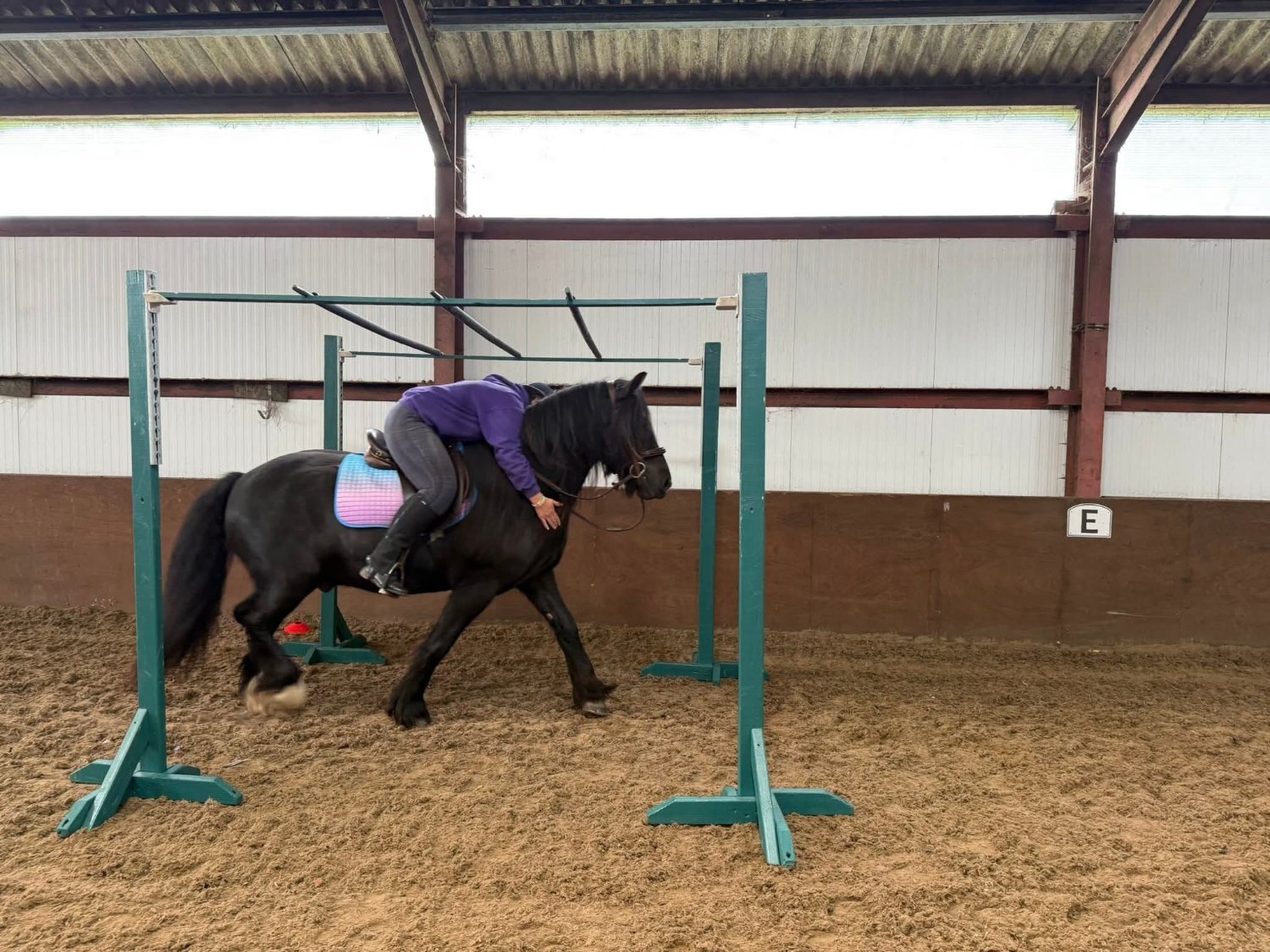 Mountain & Moorland Ponies  - "Sowermire flash ii" Black Gelding Mountain & Moorland Pony