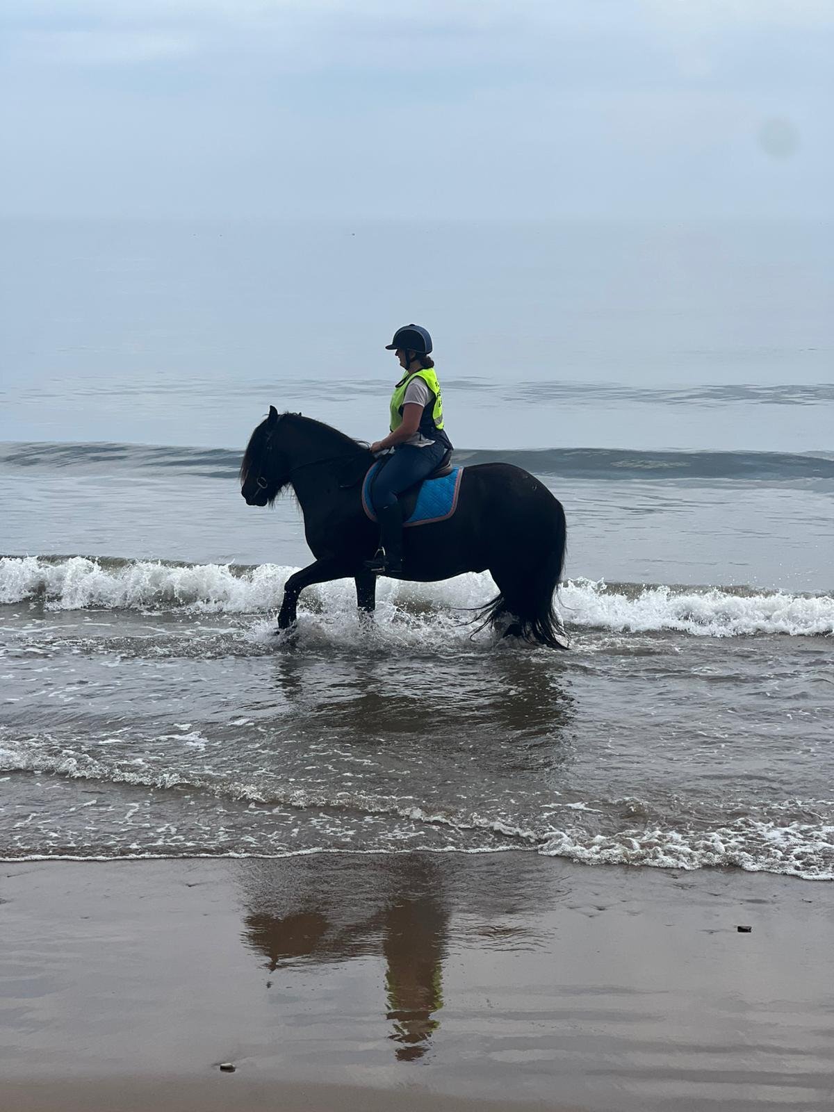 "Sowermire flash ii" Black Gelding Mountain & Moorland Pony - Mountain & Moorland Ponies 