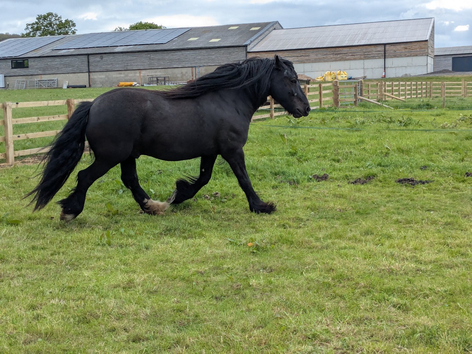 "Sowermire flash ii" Black Gelding Mountain & Moorland Pony - 