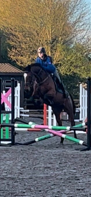 "Serge" Bay Gelding Riding Club Horse