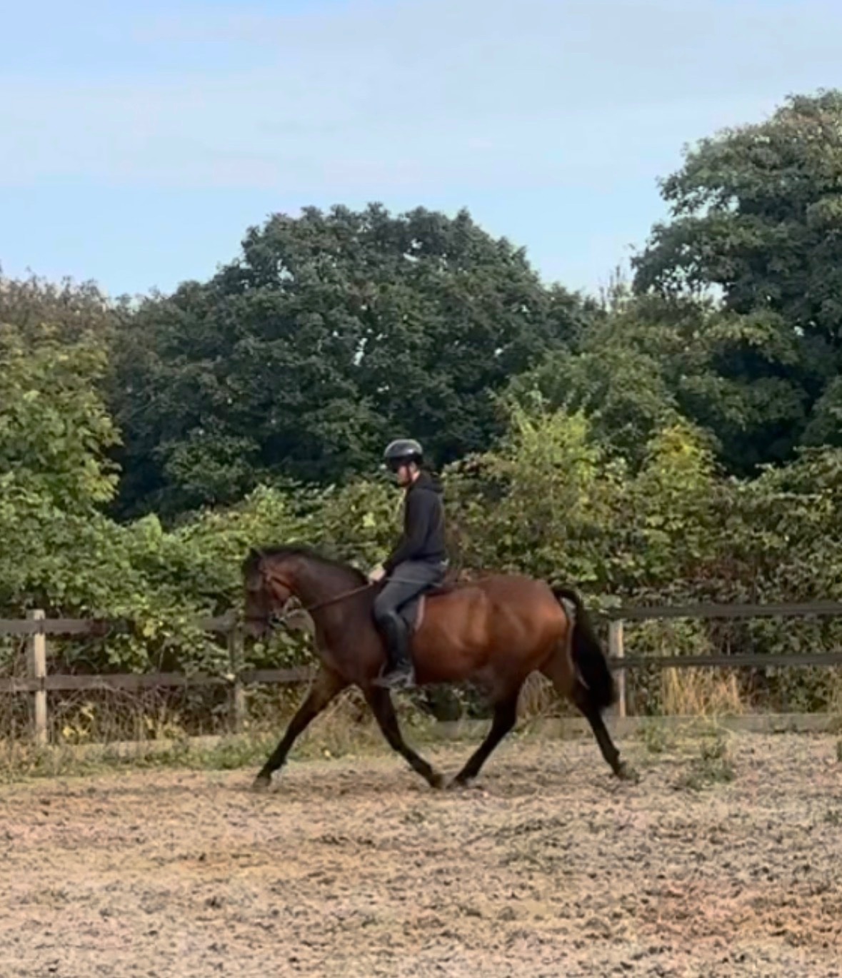 All Rounders  - "Bambi (katinka)" Bay Mare All Rounder