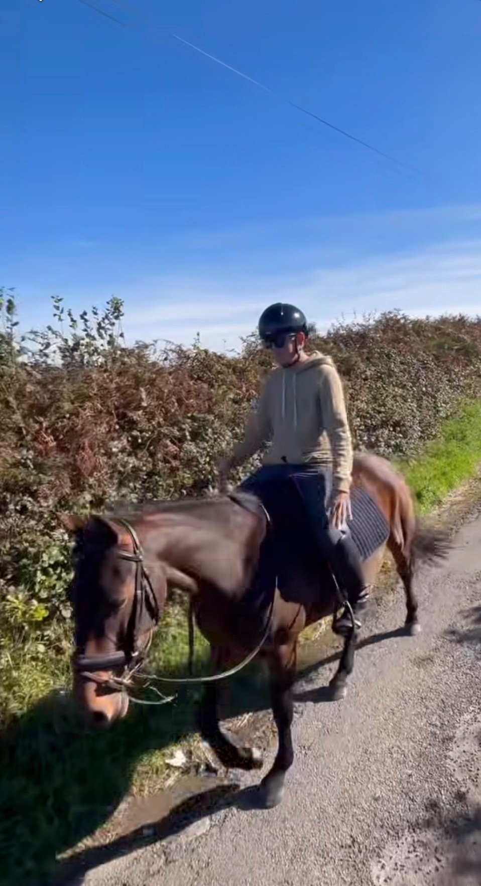 "Bambi" Bay Mare All Rounder - All Rounders