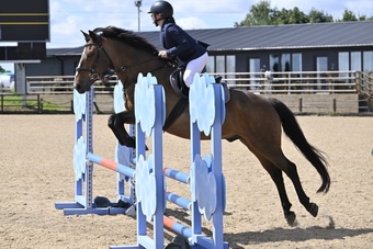 "Alfie" Bay Gelding All Rounder