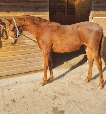 "" Chestnut Colt Youngstock / Foal
