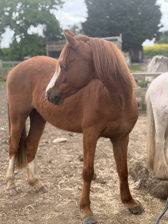 "Jazz" Chestnut Gelding Family Horse