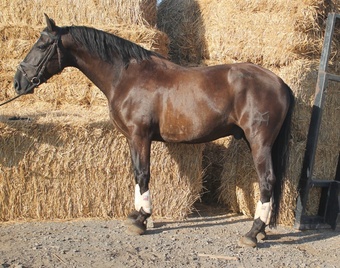 "" Bay Gelding All Rounder