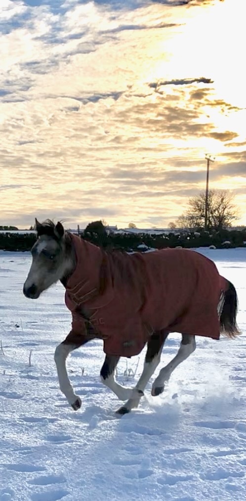 Youngstock and Foals  - "Nexus Lucky for Some (Nuala)" Buckskin Filly Youngstock / Foal