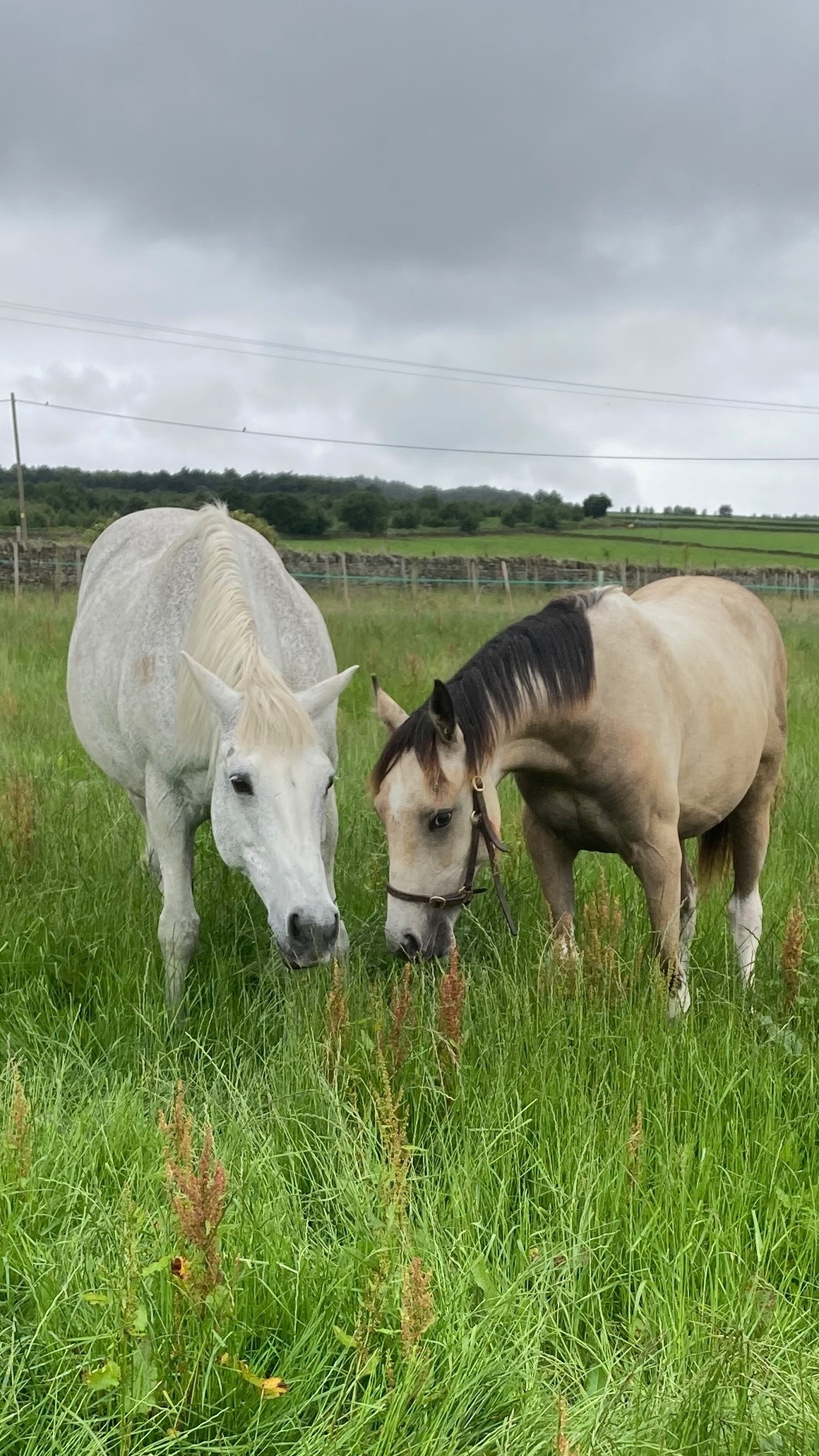 "Nexus Lucky for Some (Nuala)" Buckskin Filly Youngstock / Foal - Youngstock and Foals 