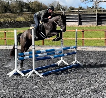 "" Black Gelding Show Jumper